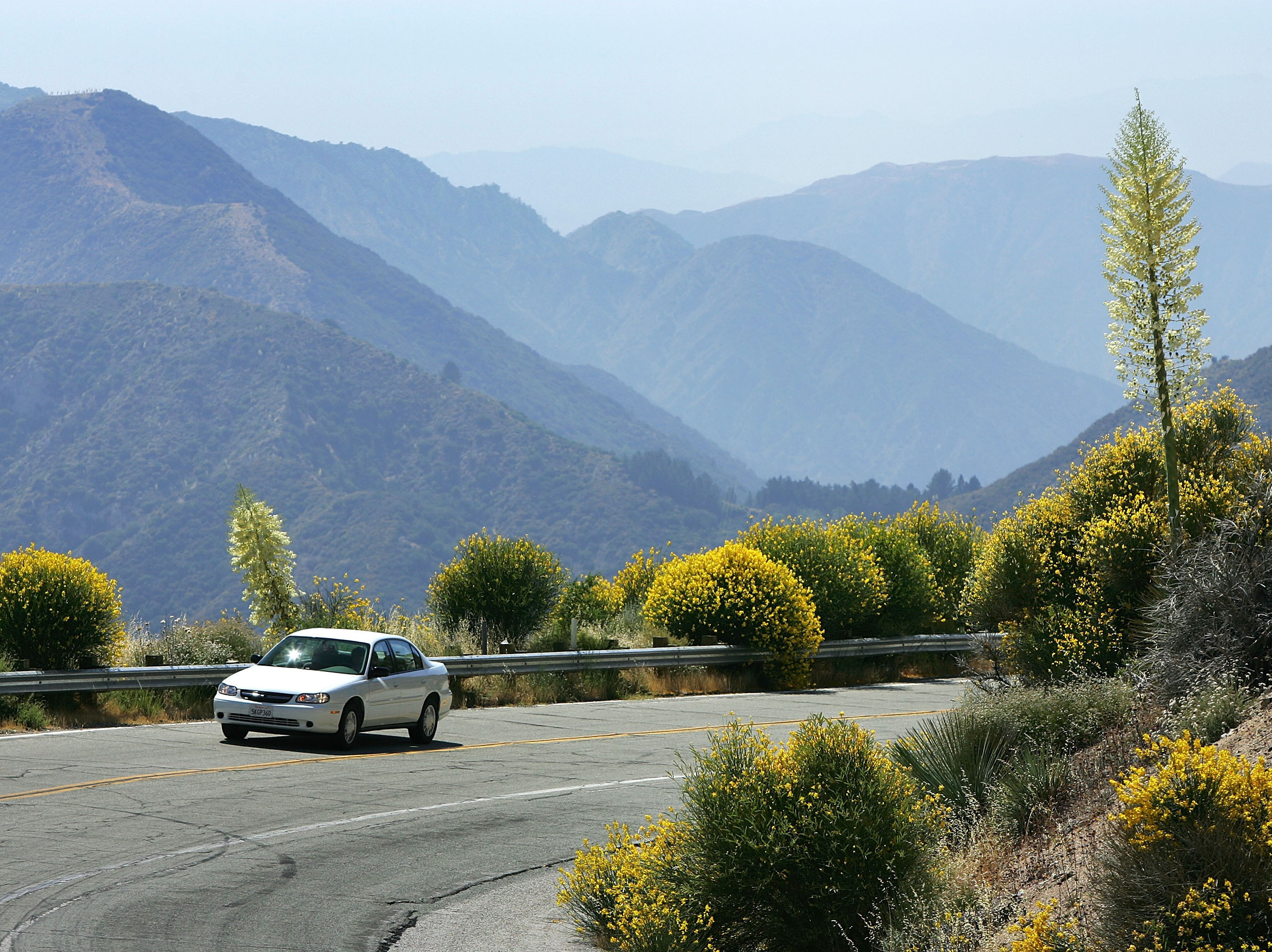 A motorist drives between flowers along the Angeles Crest Highway in the Angeles National Forest northwest of La Canada, Calif. (Getty Images)