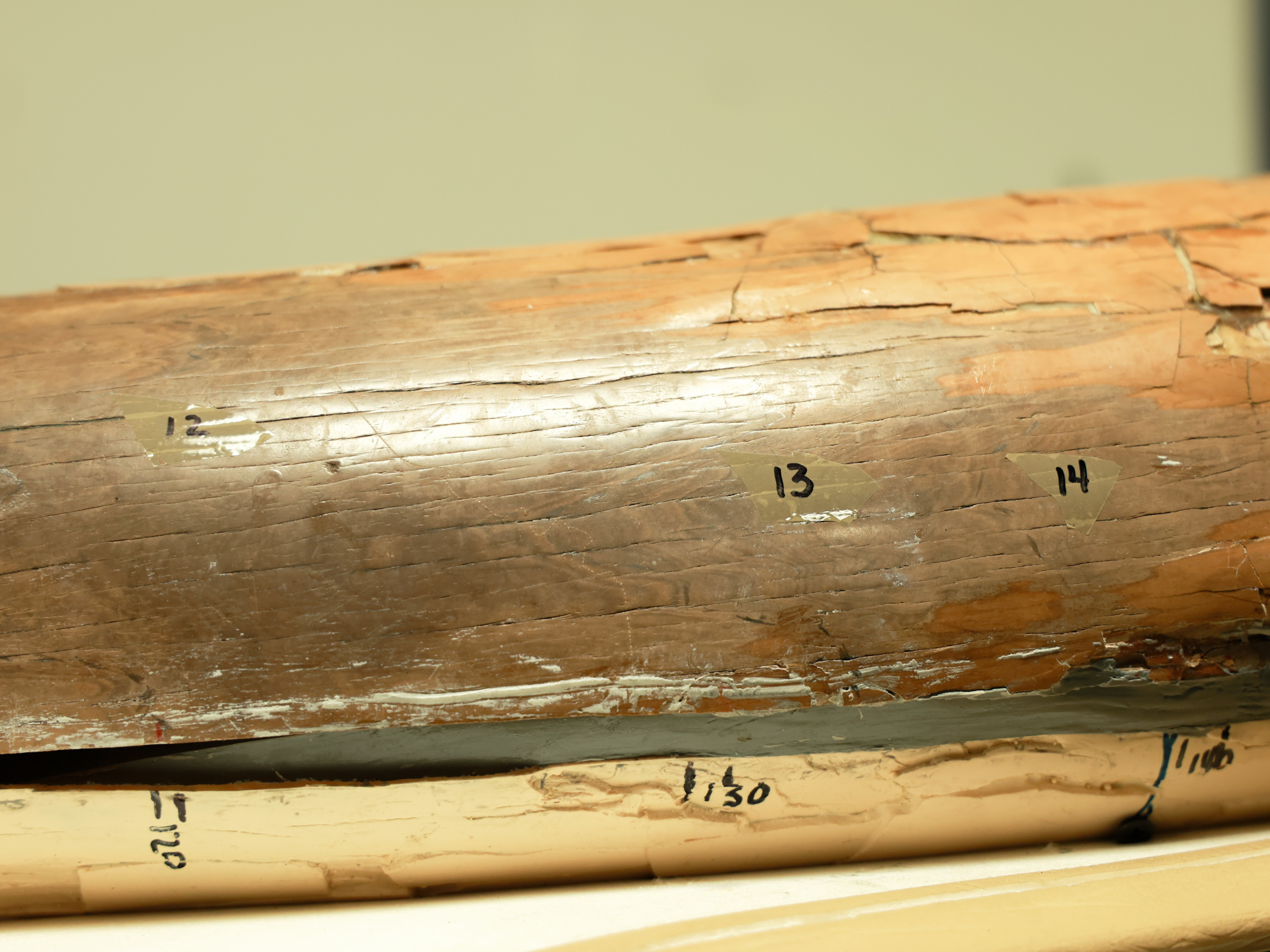 Researchers analyzed the layers of Fred's tusks to trace his seasonal migration patterns.