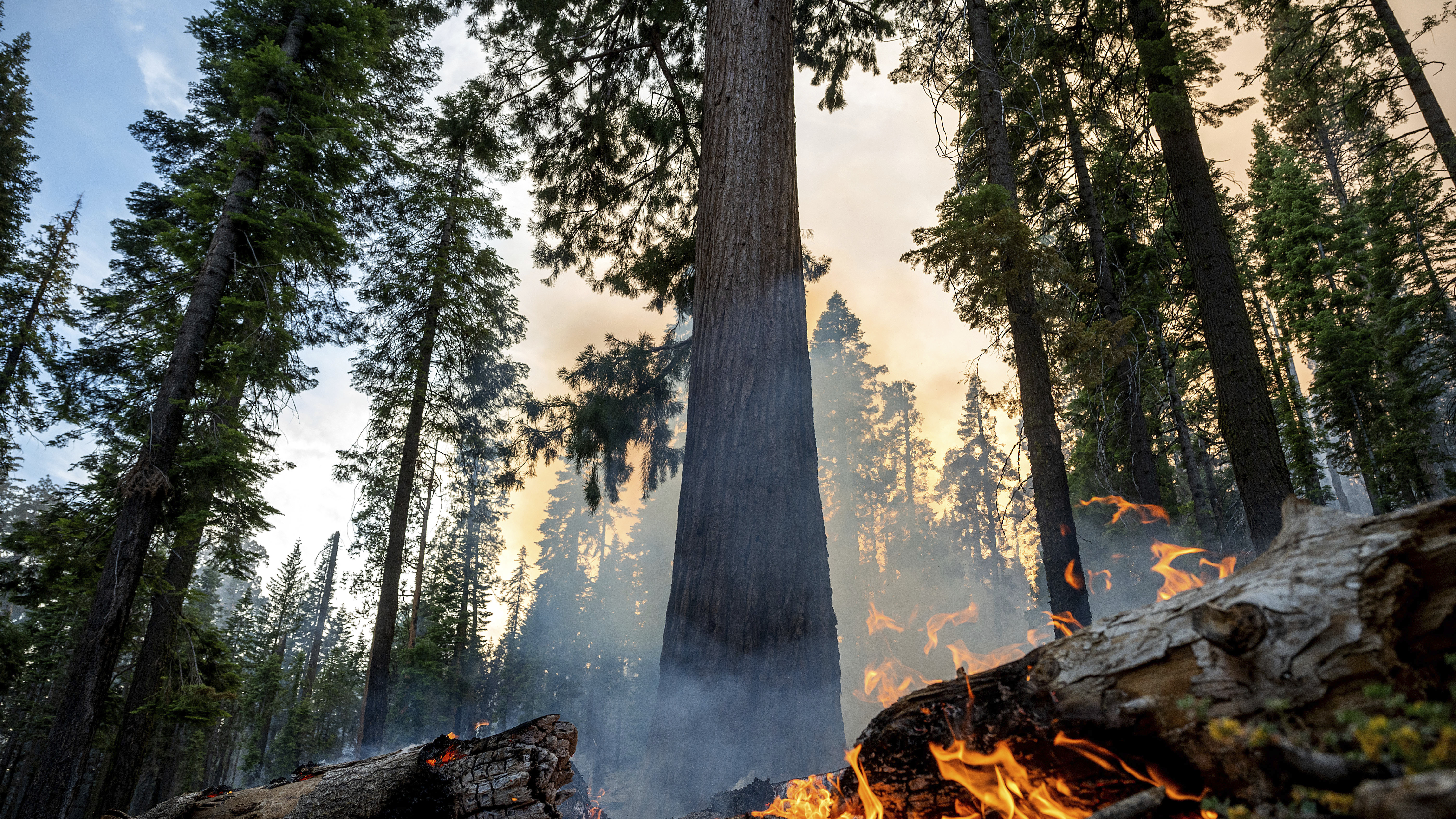 A grove of giant sequoias in Yosemite is threatened by California wildfire