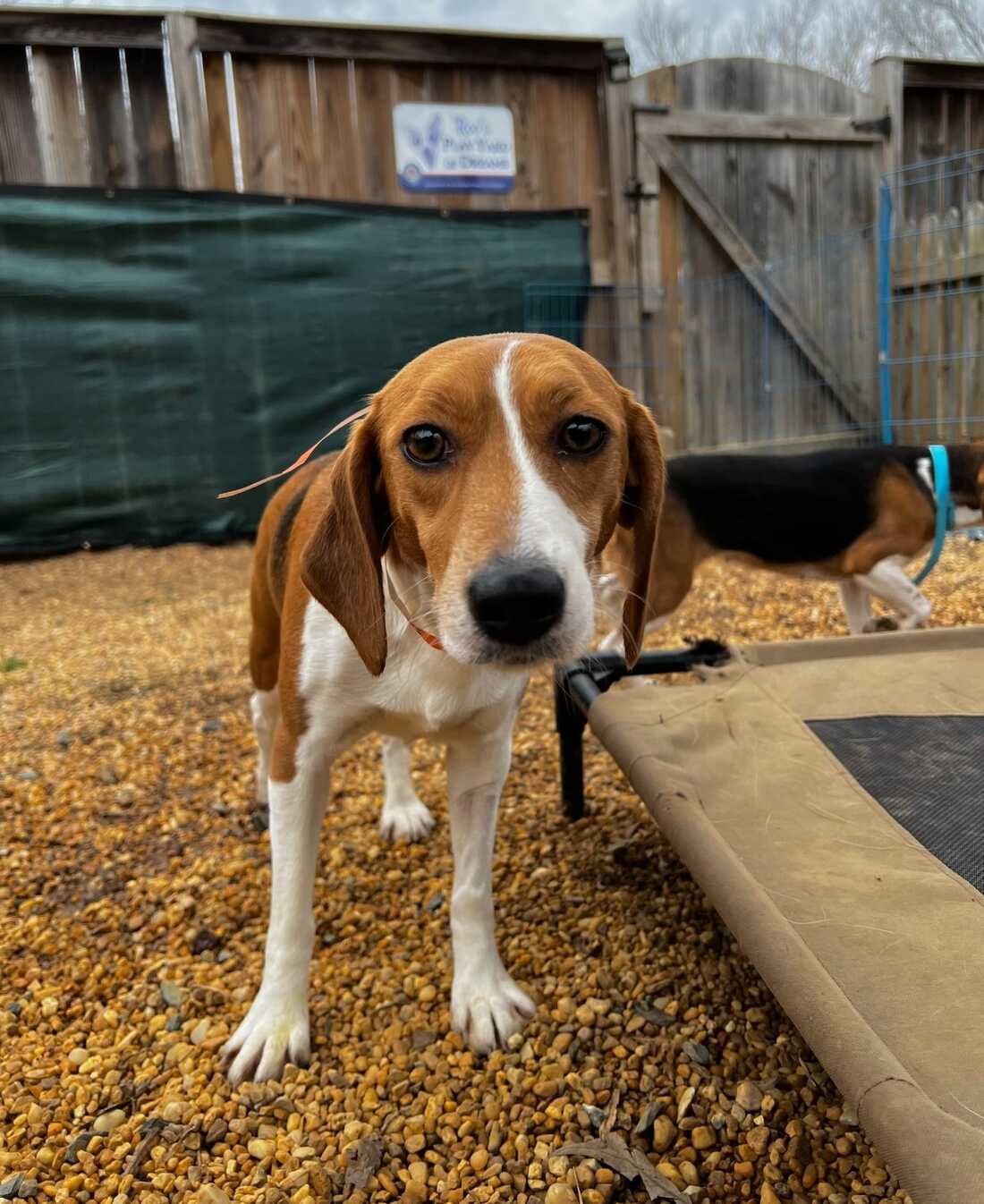 Beagle mix hot sale for adoption