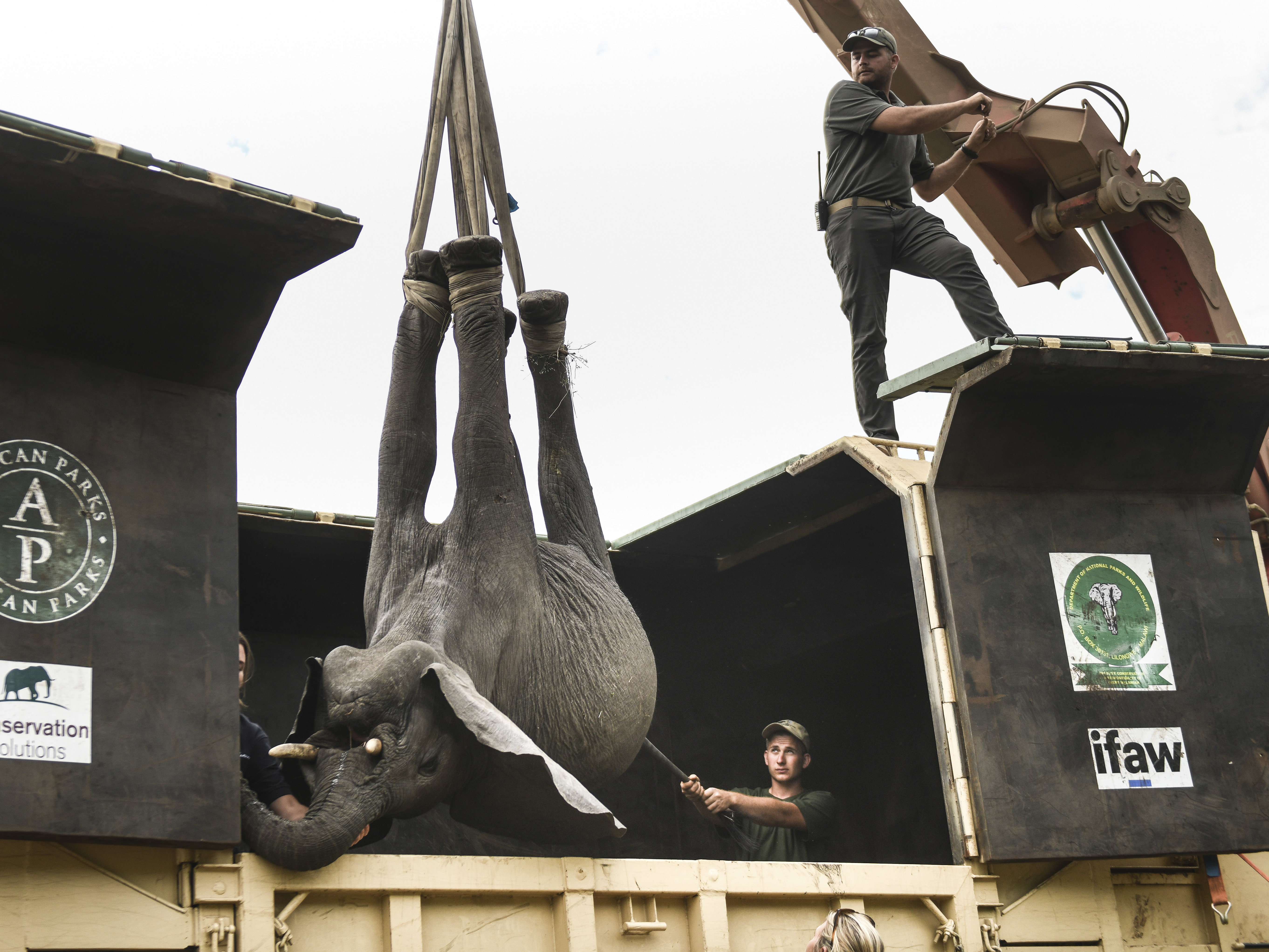 How do you move 250 elephants to their new home? Very carefully News
