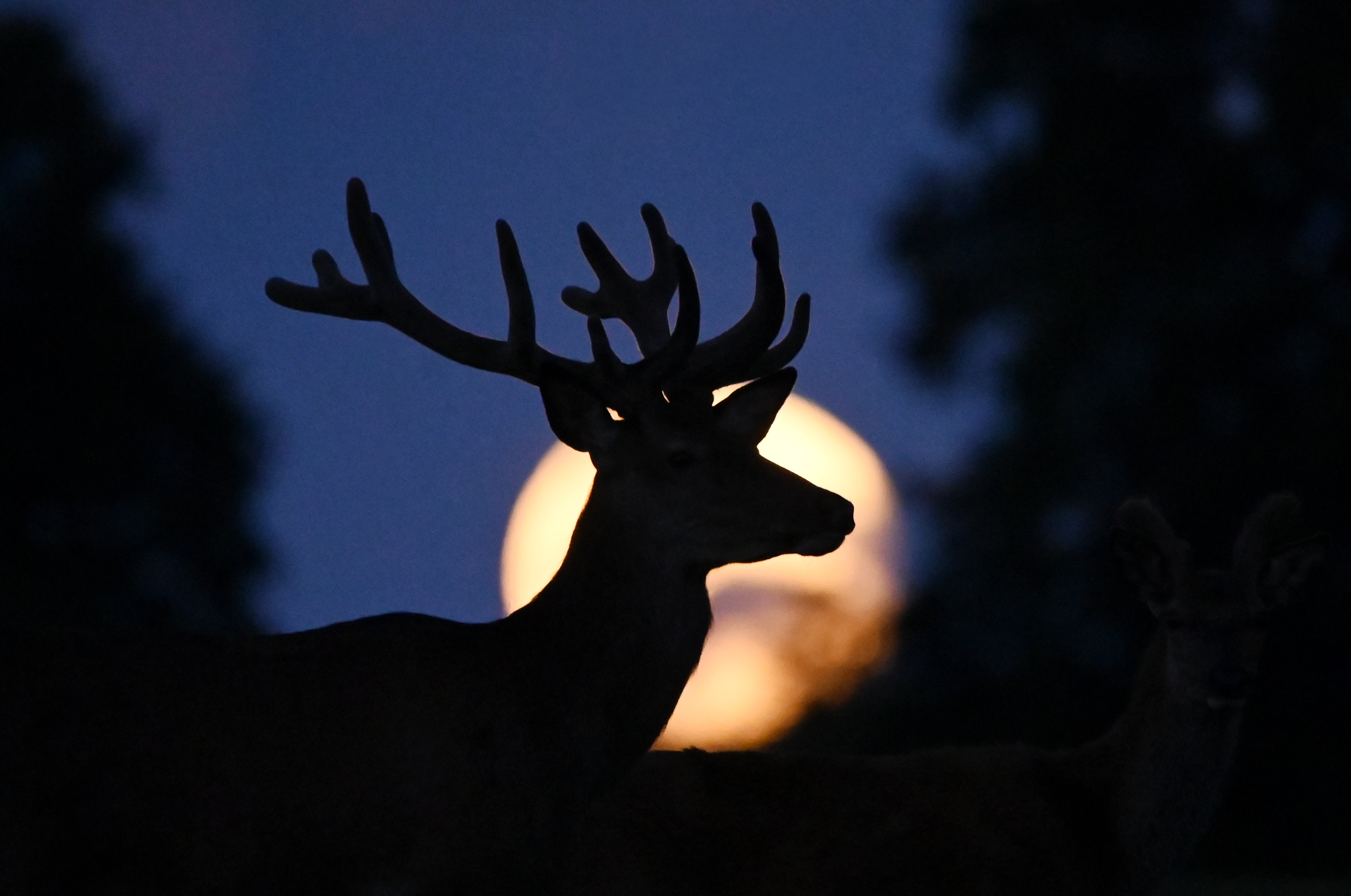 A buck supermoon rose on Wednesday. Here's what it looked like around the world 3 Copenhagen, Denmark: A full supermoon known as the buck moon is seen as a deer grazes outside the village of Taarbaek.