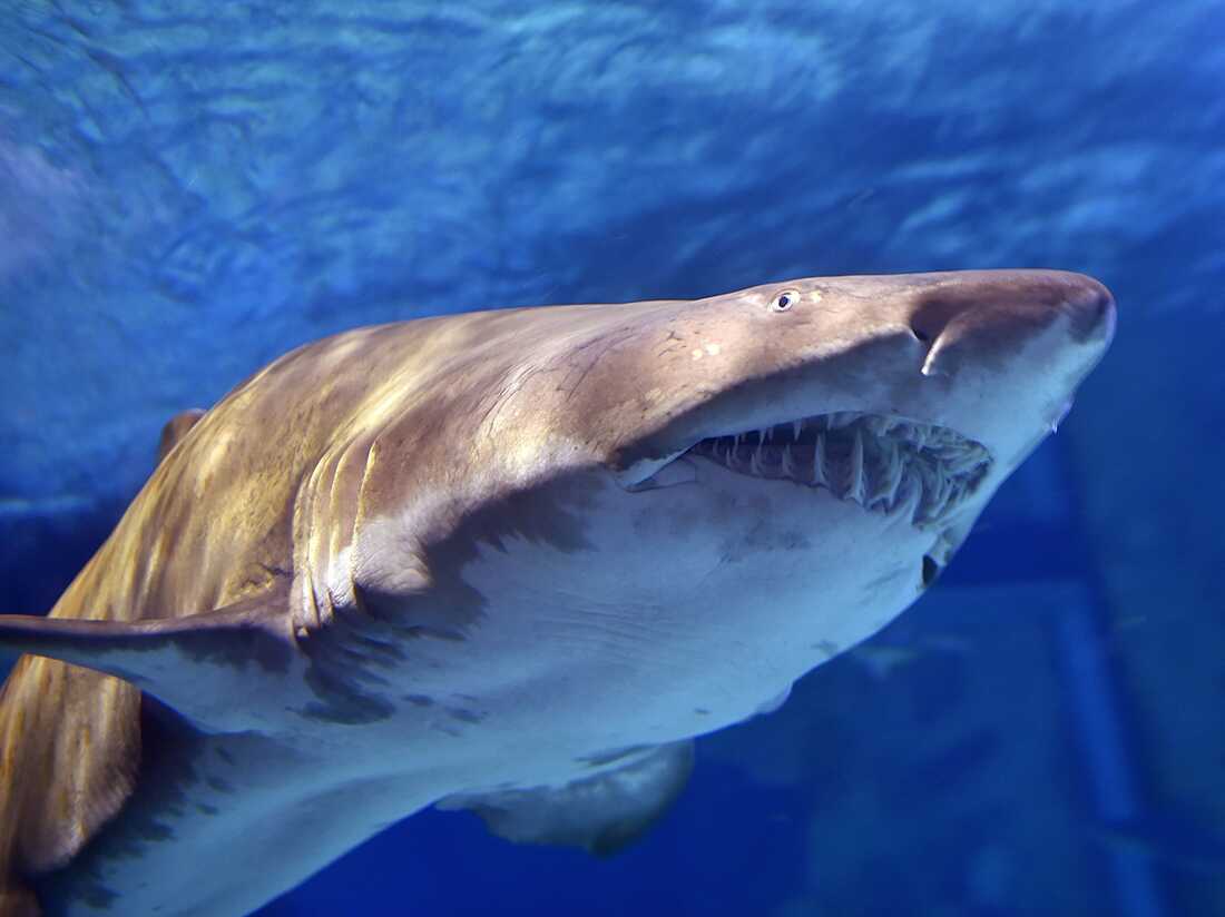 tiger sharks attacking