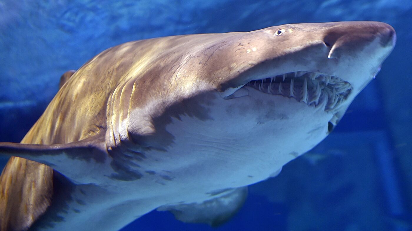 Sharks mistaking feet for fish are likely behind Long Island attacks