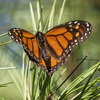 Beloved monarch butterflies are now listed as endangered