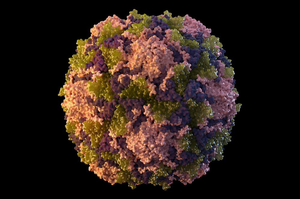 This 2014 illustration made available by the Centers for Disease Control and Prevention depicts a polio virus particle. On July 21, 2022, New York health officials reported a polio case, the first in the U.S. in nearly a decade. (Sarah Poster and Meredith Boyter Newlove from the CDC via AP)