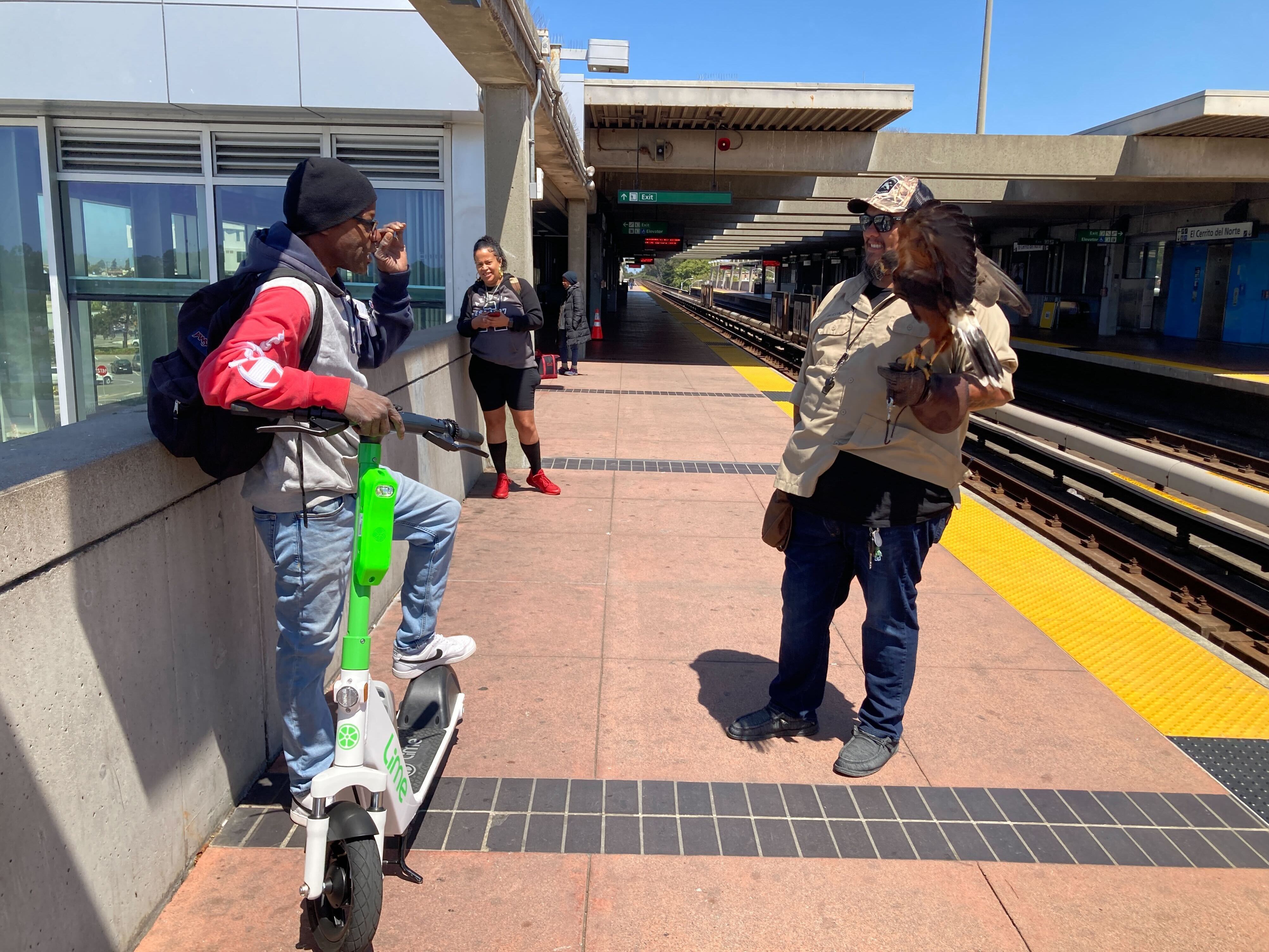 Pac Man The Hawk Is Solving A California Bart Station S Pigeon Problem Npr