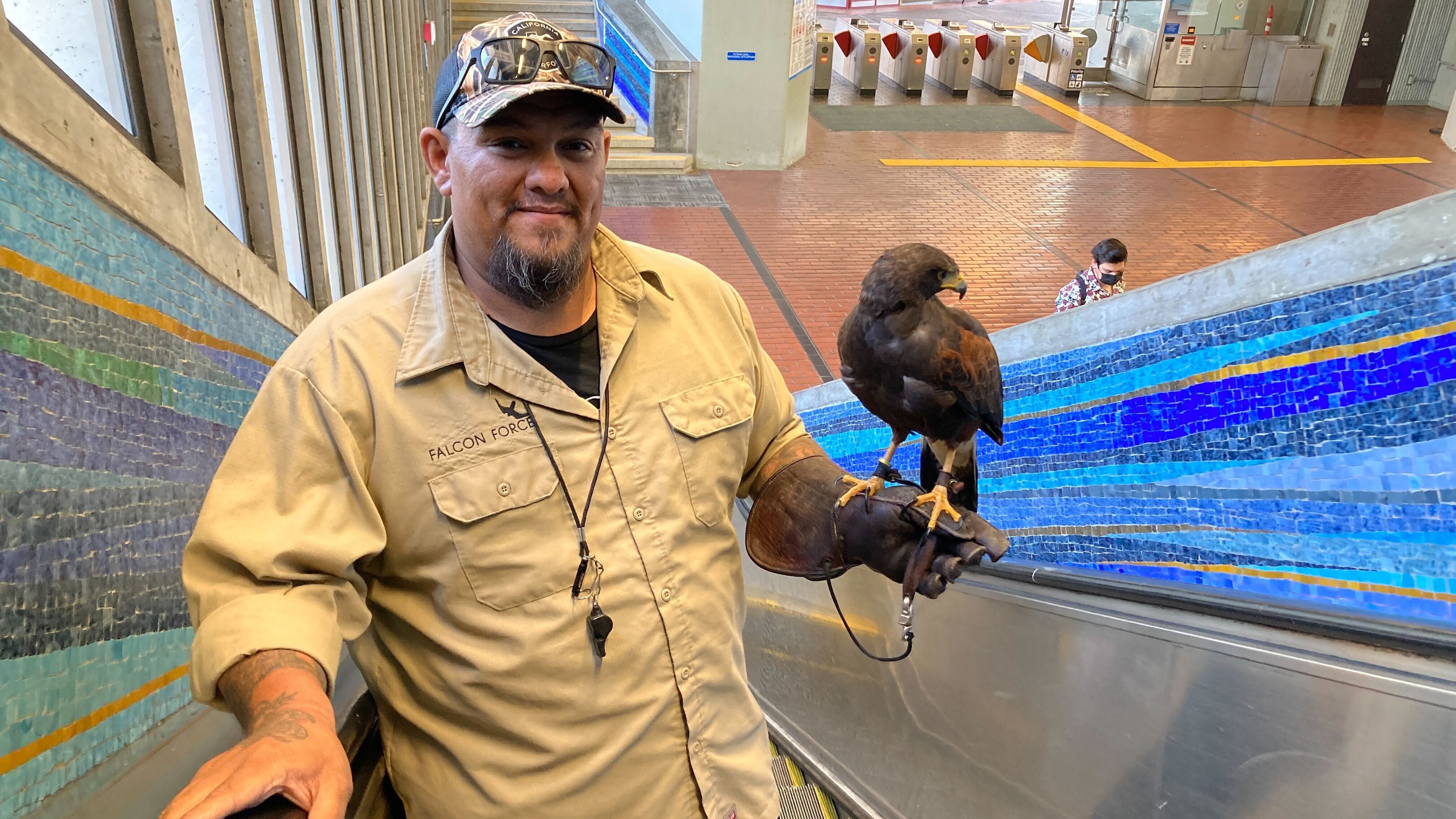 Pac-Man the hawk is solving a California BART station’s pigeon problem : NPR