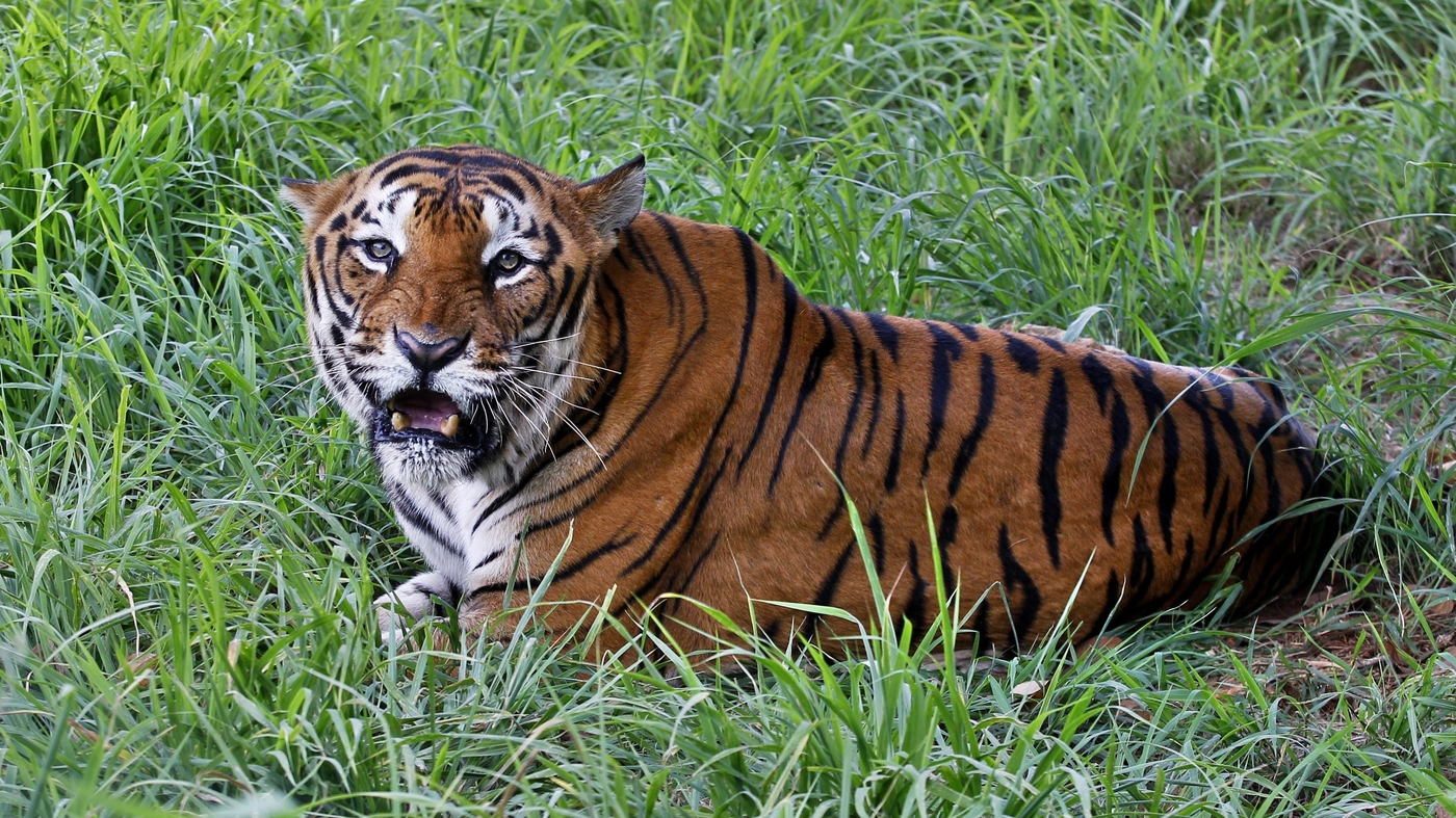 There are 40% more tigers in the world than previously estimated : NPR