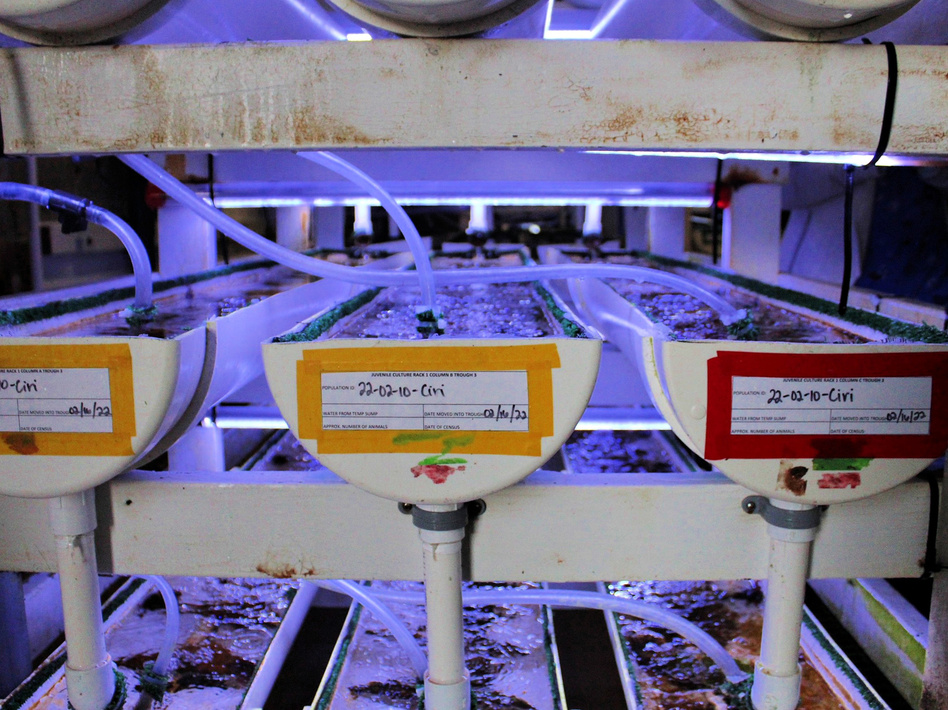 Special tanks help the abalone thrive.