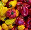 Spice, spice, baby!Why some of us love spicy food the pain