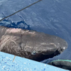 A Greenland shark, one of the longest living animals on Earth, caught near Belize