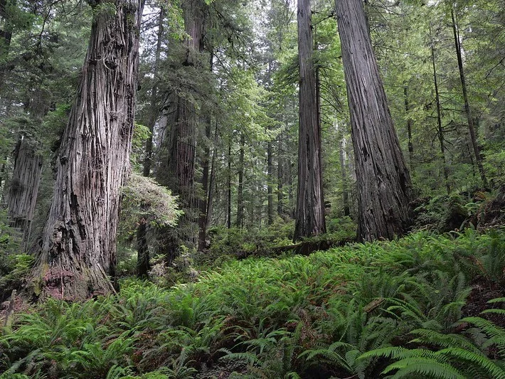 People who want to visit the world’s tallest living tree now risk a ,000 fine People who want to visit the world’s tallest living tree now risk a ,000 fine