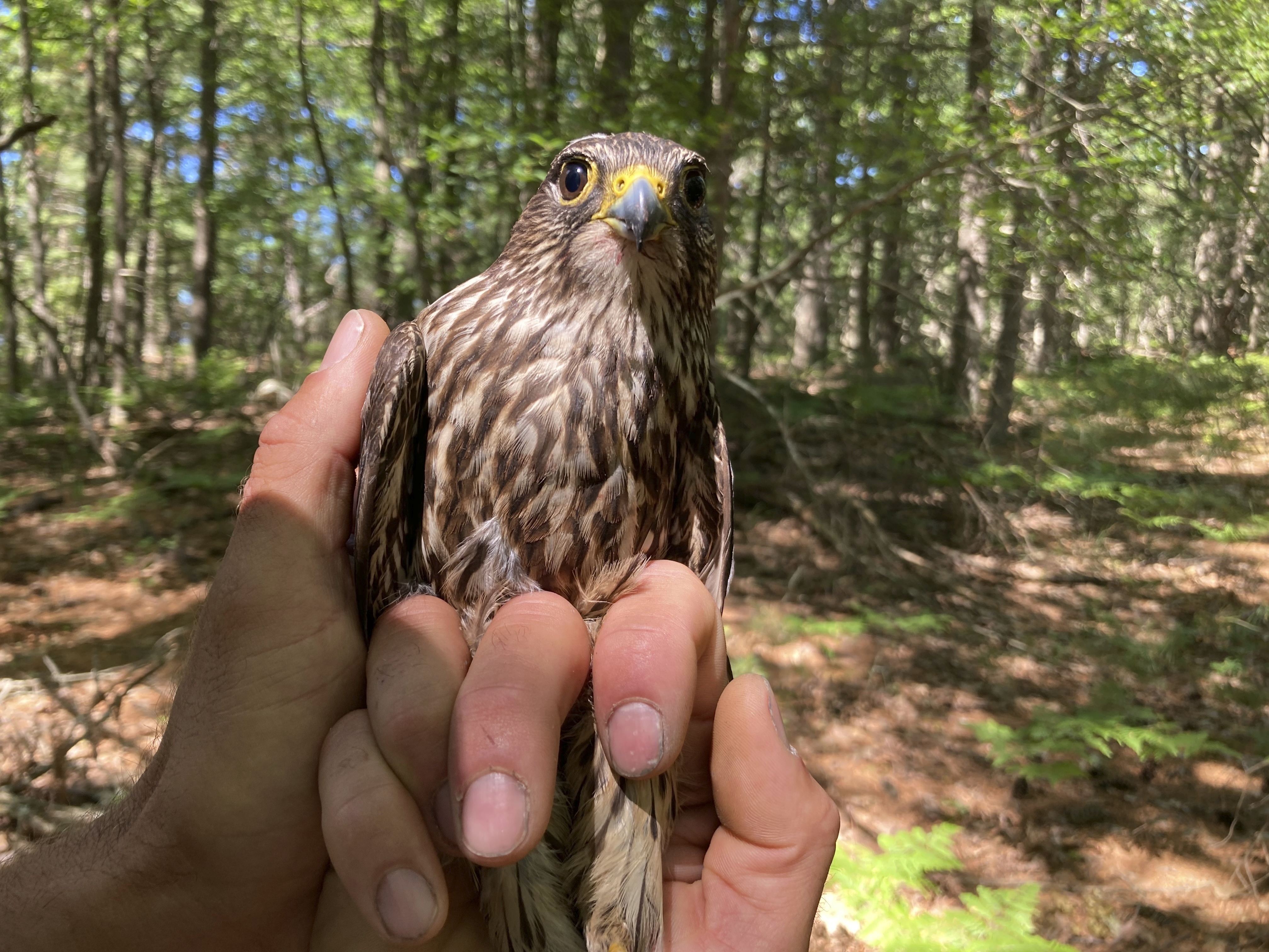 New money for wildlife crossings will help endangered animals : NPR