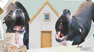 Dear Life Kit: Can I tell my neighbor to put their yappy dogs inside?