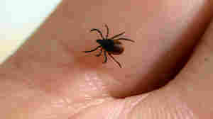 A vaccine for Lyme disease is in its final clinical trial