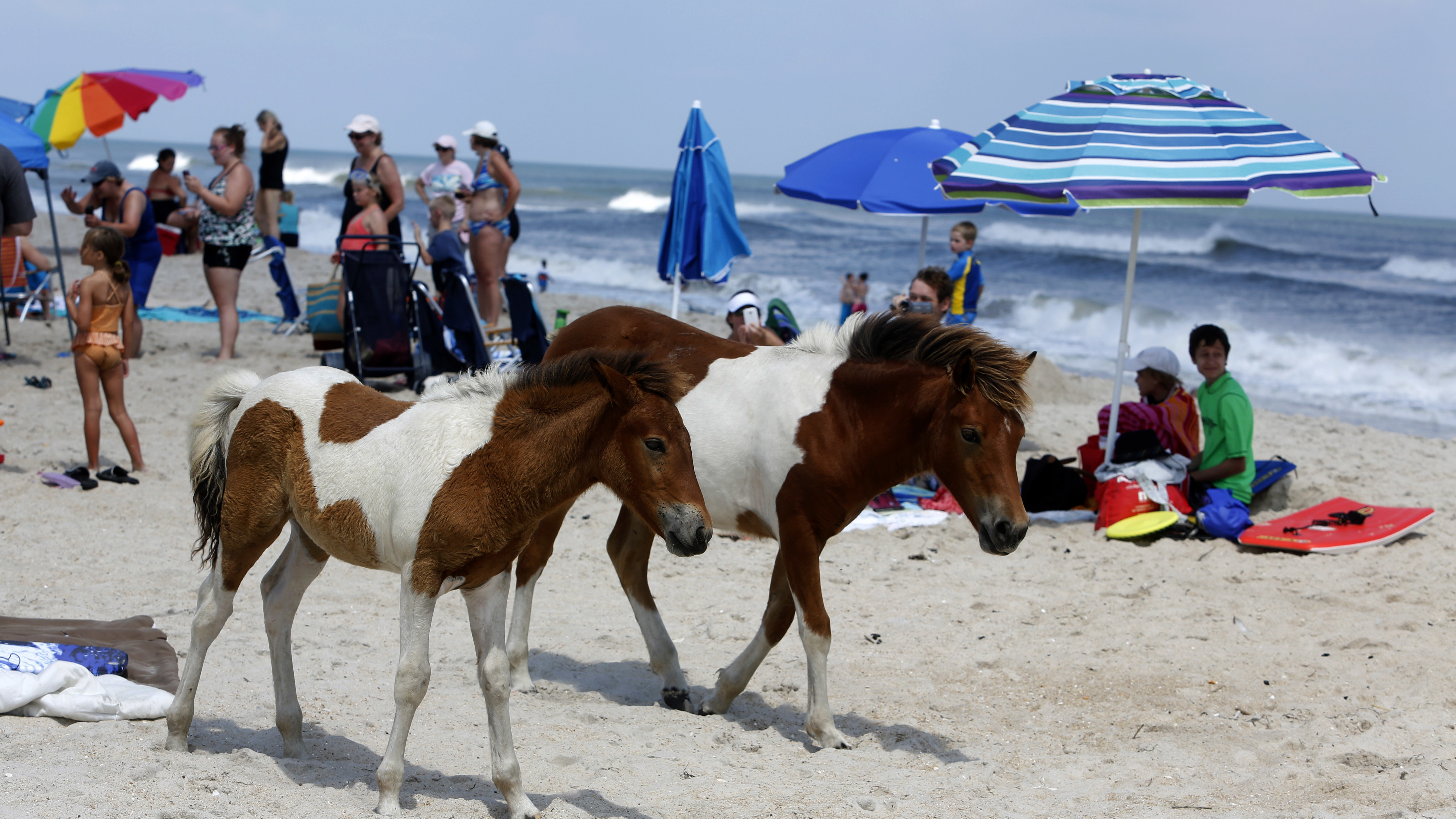A fossilized tooth may help solve the mystery of the Chincoteague ponies