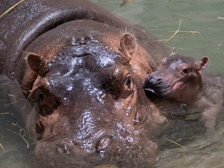 The Cincinnati Zoo named its baby hippo Fritz. The healthy baby calf was born Aug. 3. (Cincinnati Zoo )