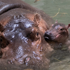 Fiona the hippo's little brother has a name after a worldwide contest