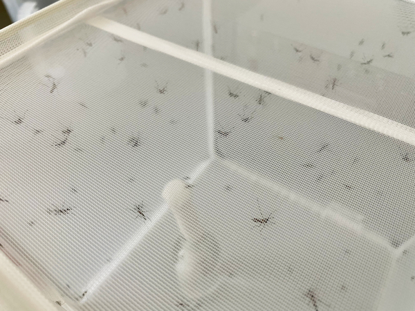 A close-up of a mesh-wrapped cage, housing roughly 100 mosquitoes in Meg Younger's lab.