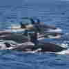 orca attack yacht portugal Killer whales are 'attacking' sailboats near Europe's coast. Scientists don't know why