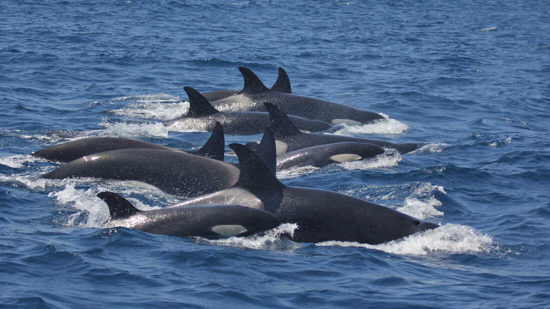 orca ramming yachts