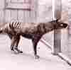 A plan to bring the Tasmanian tiger back from extinction raises questions