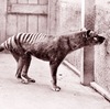 Plan to save Tasmanian tiger from extinction raises questions