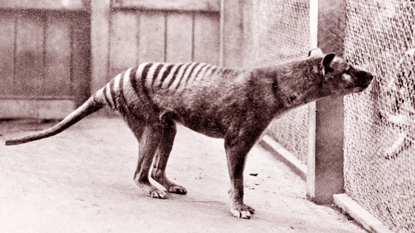 Thylacine Tasmanian Tiger de-extinction