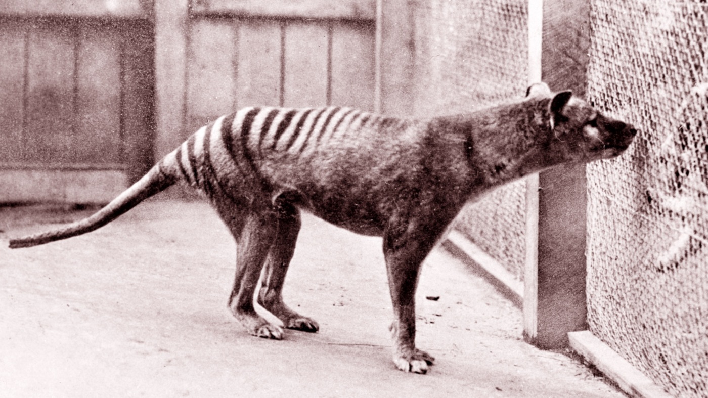 A plan to bring the Tasmanian tiger back from extinction raises questions