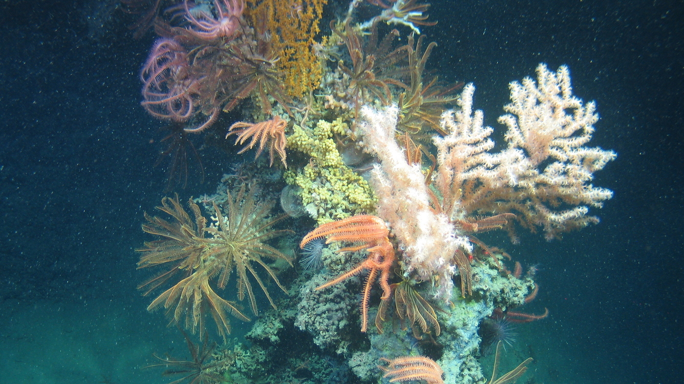 Searching The Ocean's Depths For Future Medicines Short Wave NPR