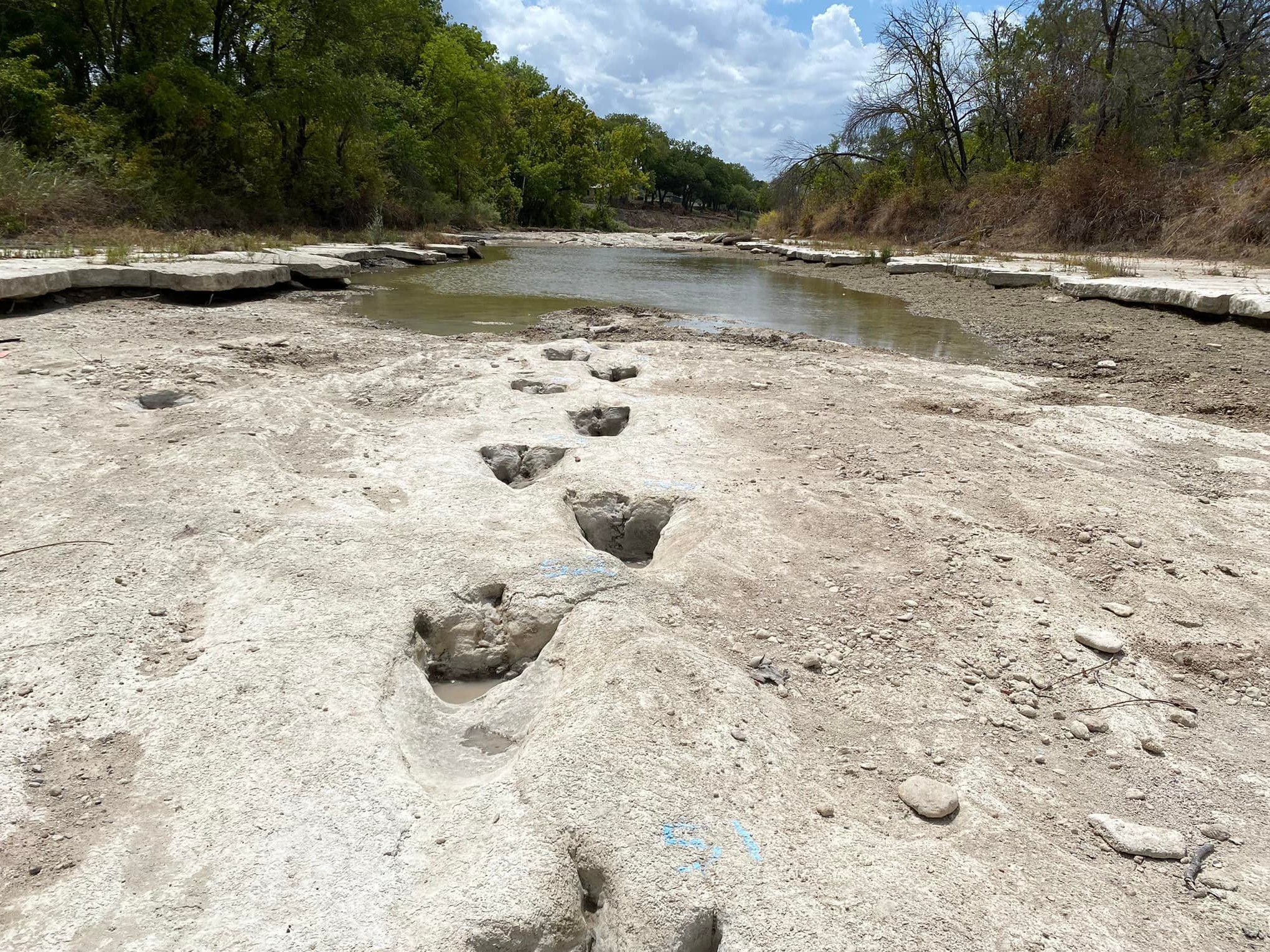 Dinosaur Valley State Park is home to many dinosaur tracks, but when drought conditions caused Paluxy River to dry up, it revealed tracks that are usually not visible. (Texas Parks and Wildlife Department)