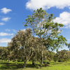 Sap from this tree will give you blisters, eating the apple-like fruit can kill you