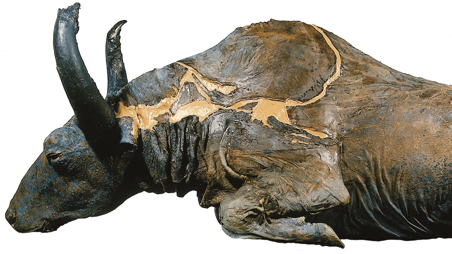 An ice-age bison was discovered! Then soon eaten — once the foul taste was smothered