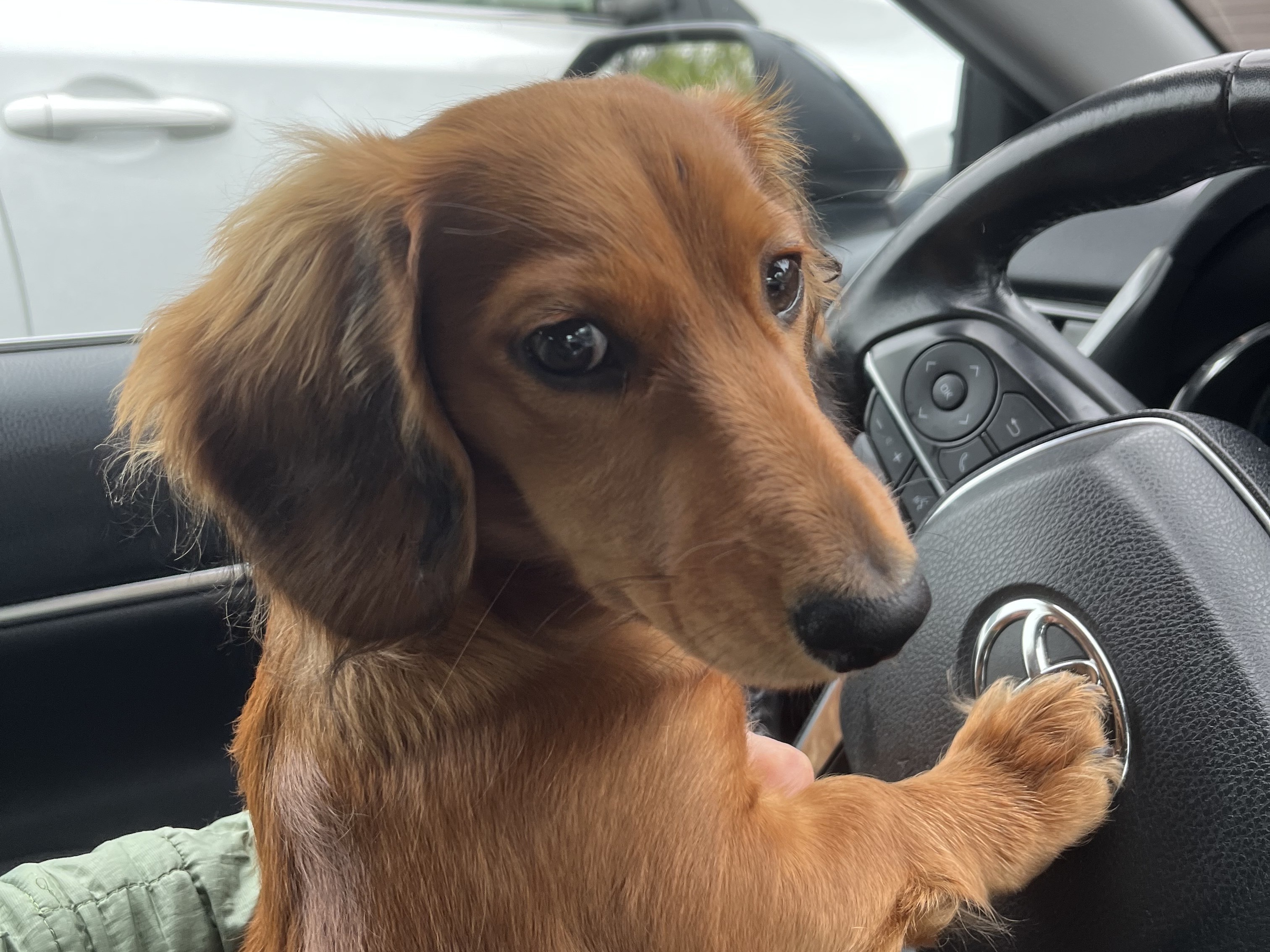 In honor of National Dog Day, please enjoy these adorable pups - Vimarsana News