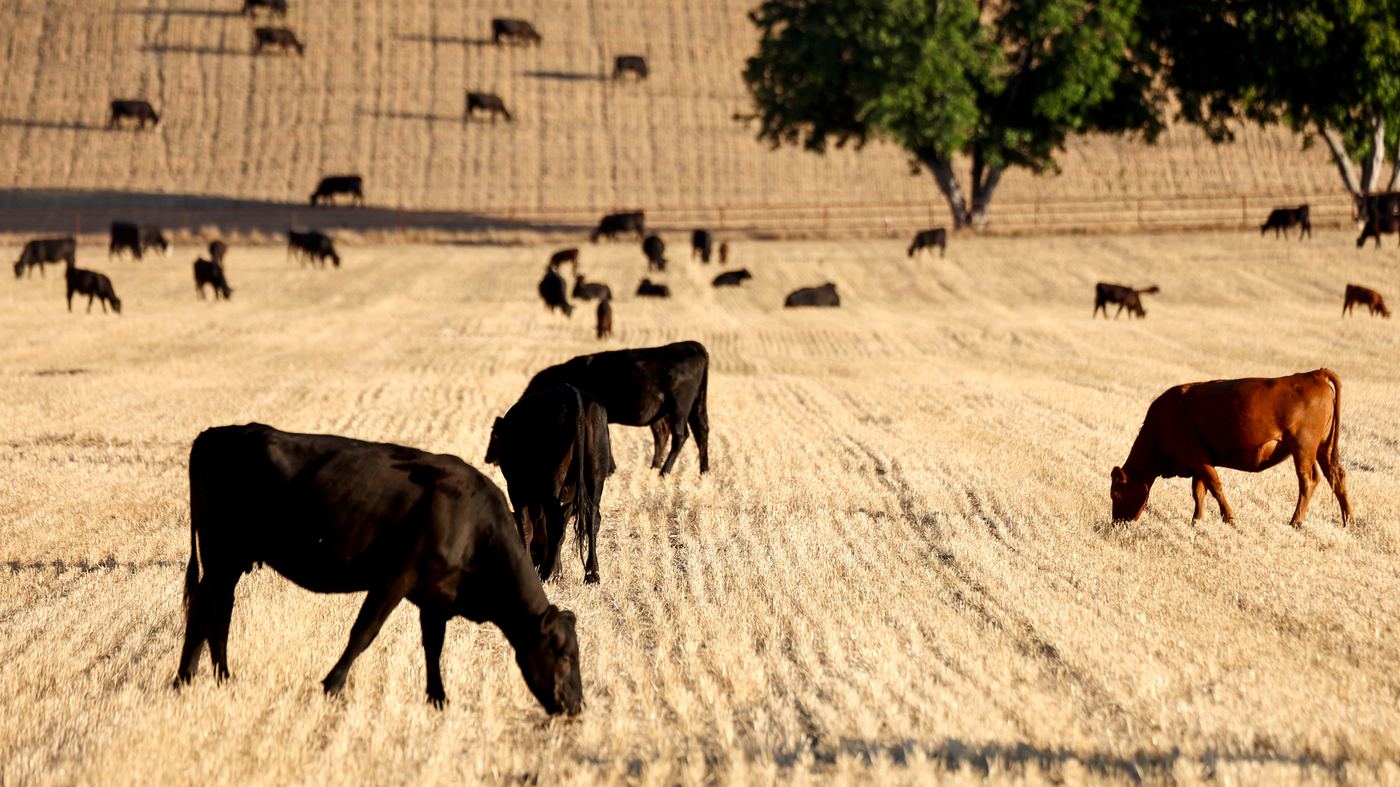 Raising Livestock In California