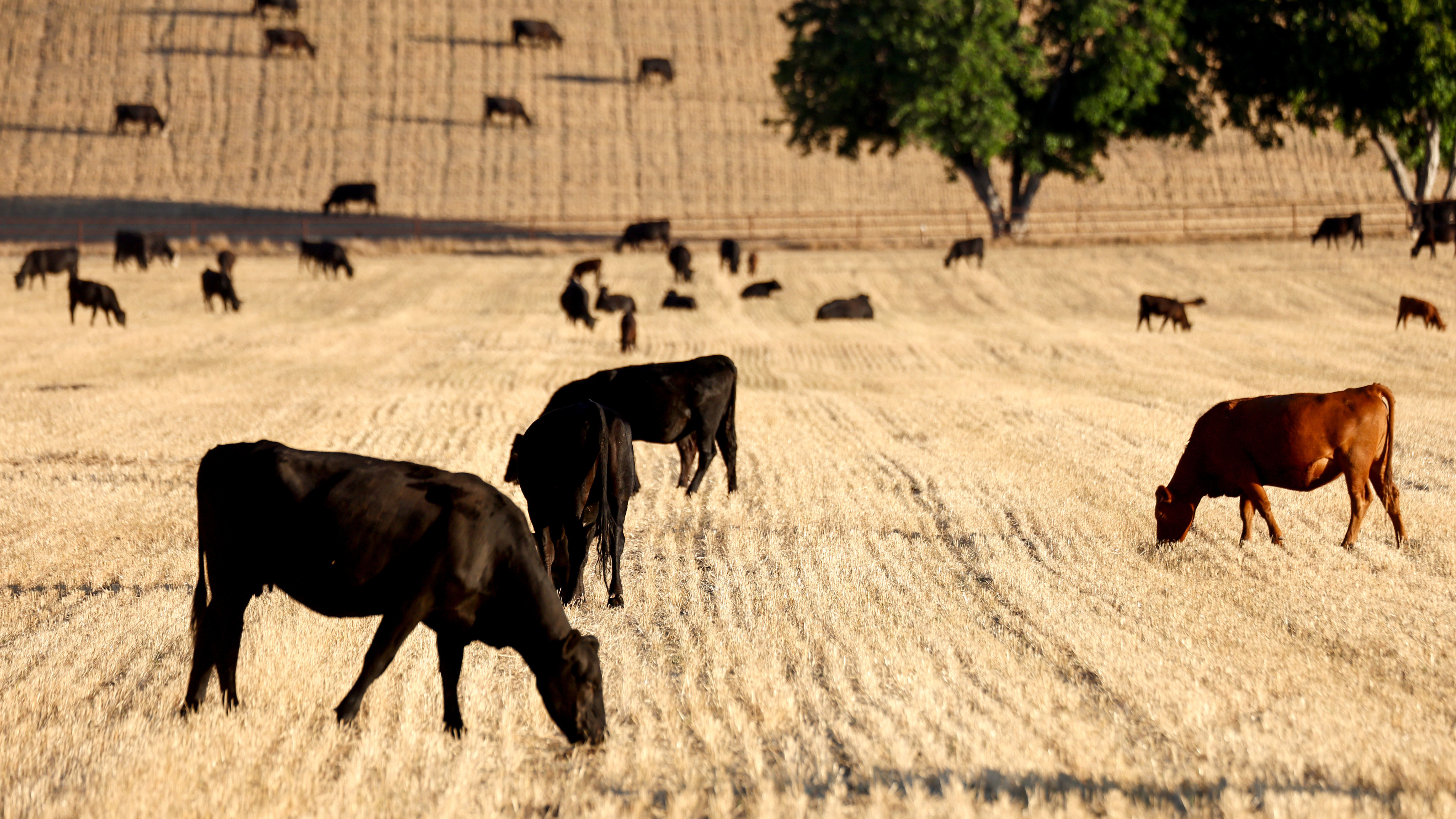 Steak prices are falling, but it may not last : NPR - Vimarsana News