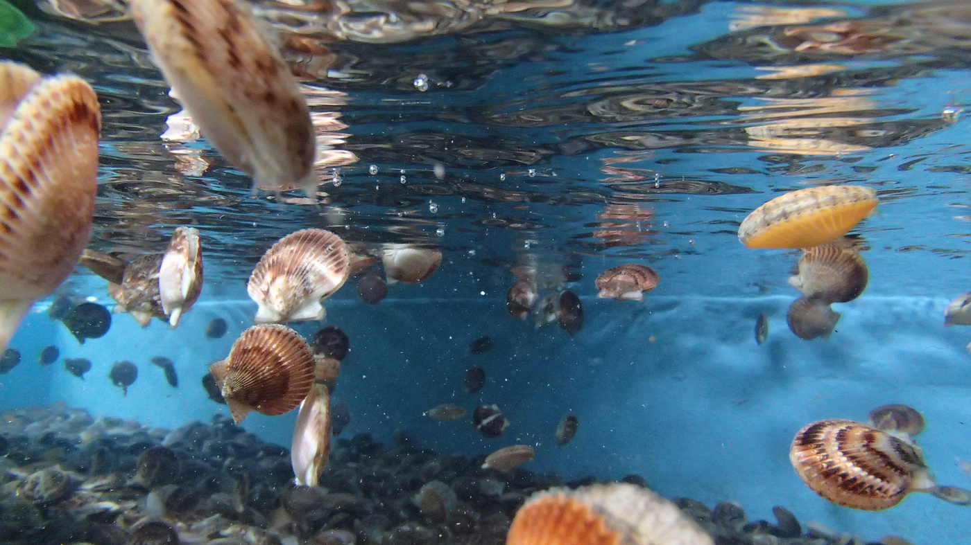 Scallop Discos Technique Using Lights Could Lead To More Sustainable