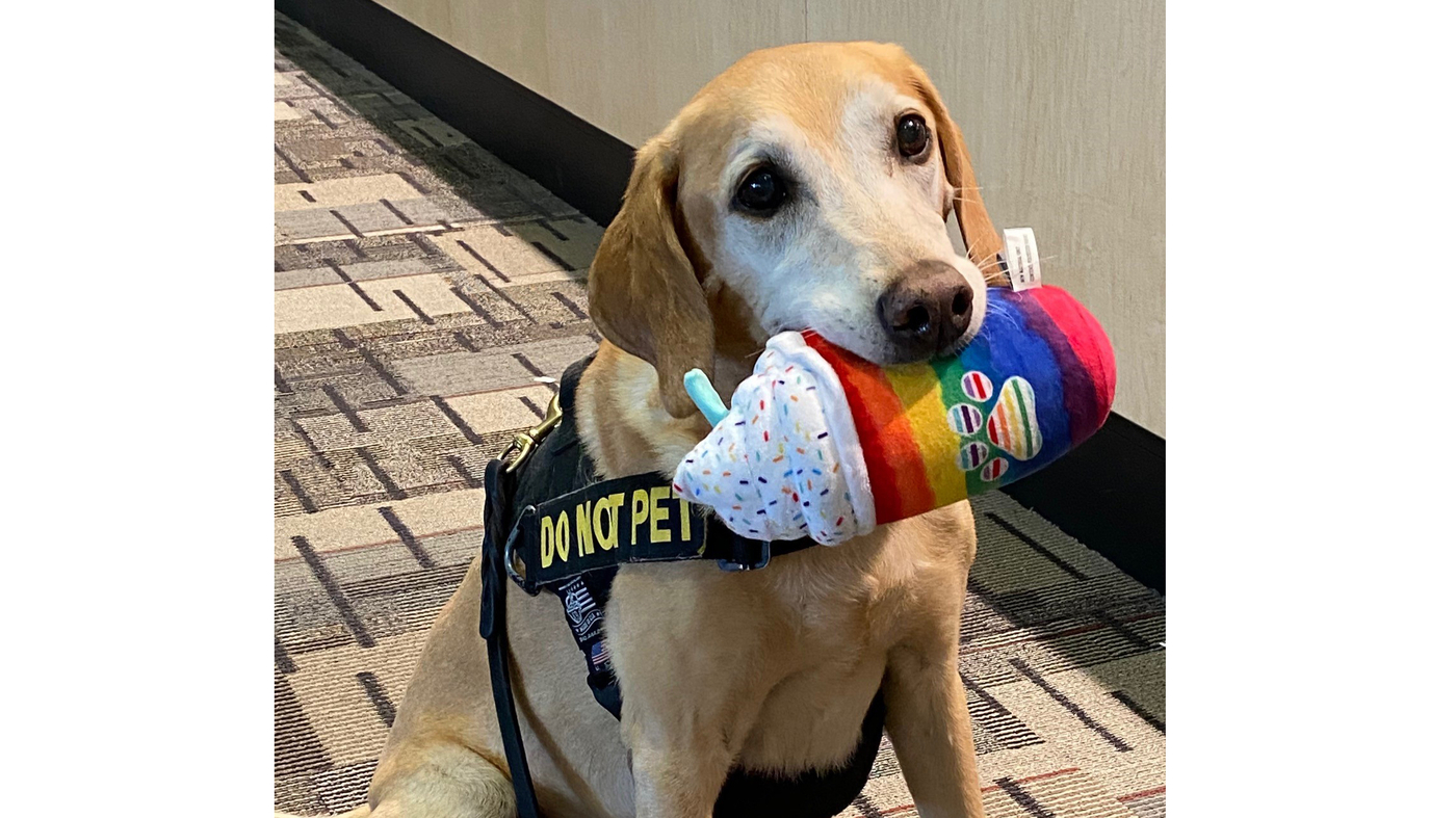 Bomb-sniffing Dog at Minnesota Airport Showered in Toys During Retirement