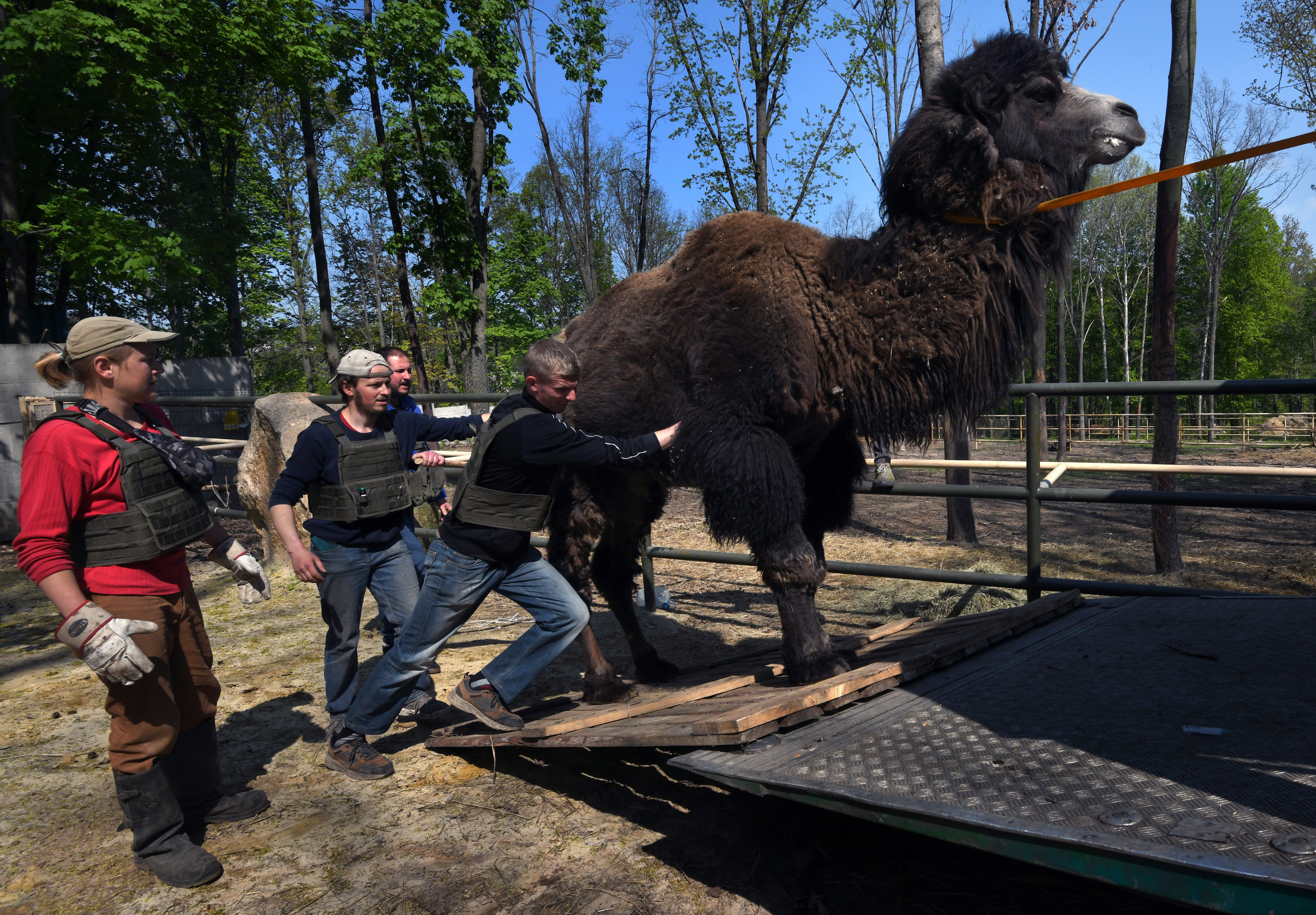 Staff and volunteers load a camel into a vehicle to be evacuated from Feldman Ecopark in Kharkiv, Ukraine, on May 4. The zoo has been shelled repeatedly during the Russian invasion. At least five staff or volunteers were killed and nearly 100 animals at the zoo died as of April. (Carol Guzy for NPR)