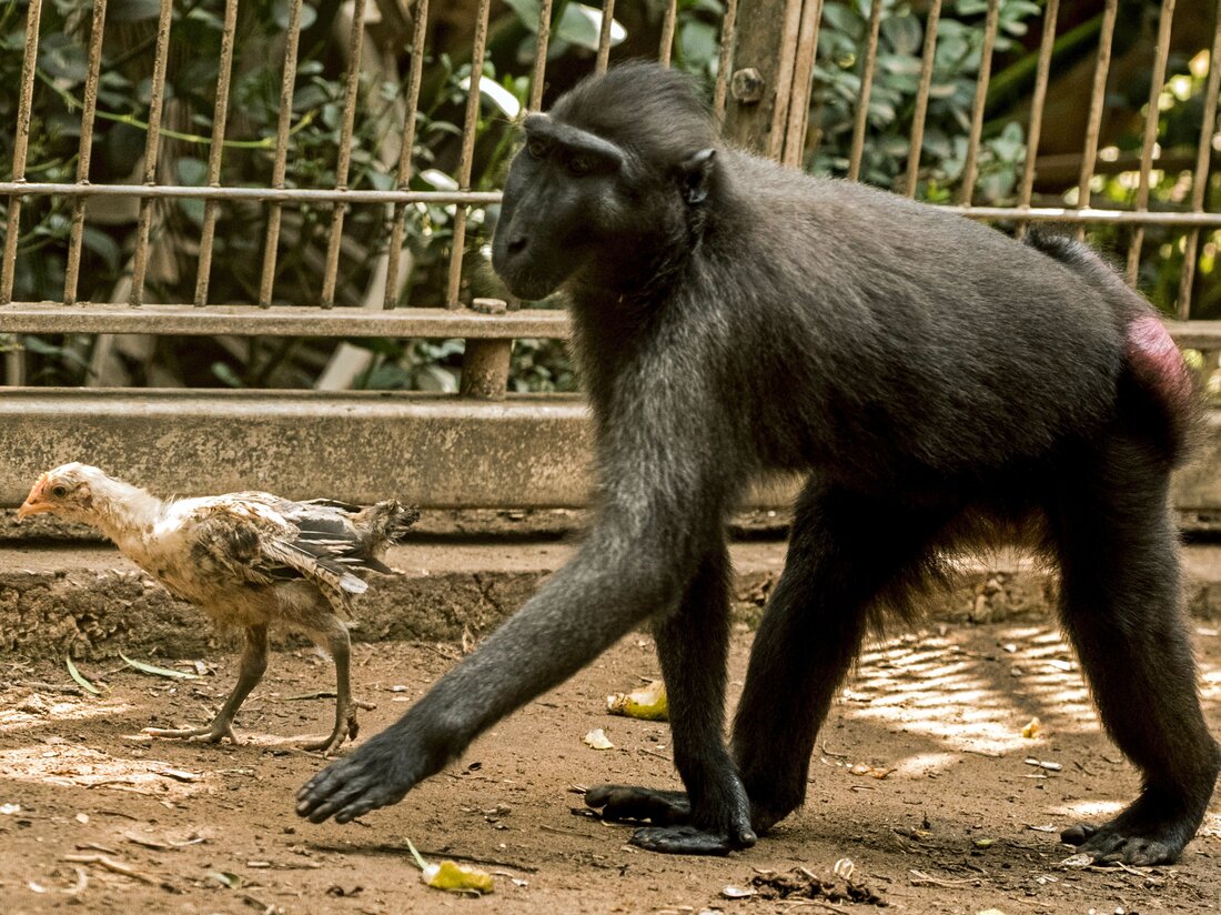 A four-year-old Indonesian black macaque walks with a chick at the Ramat Gan Wildlife Park near Tel Aviv.