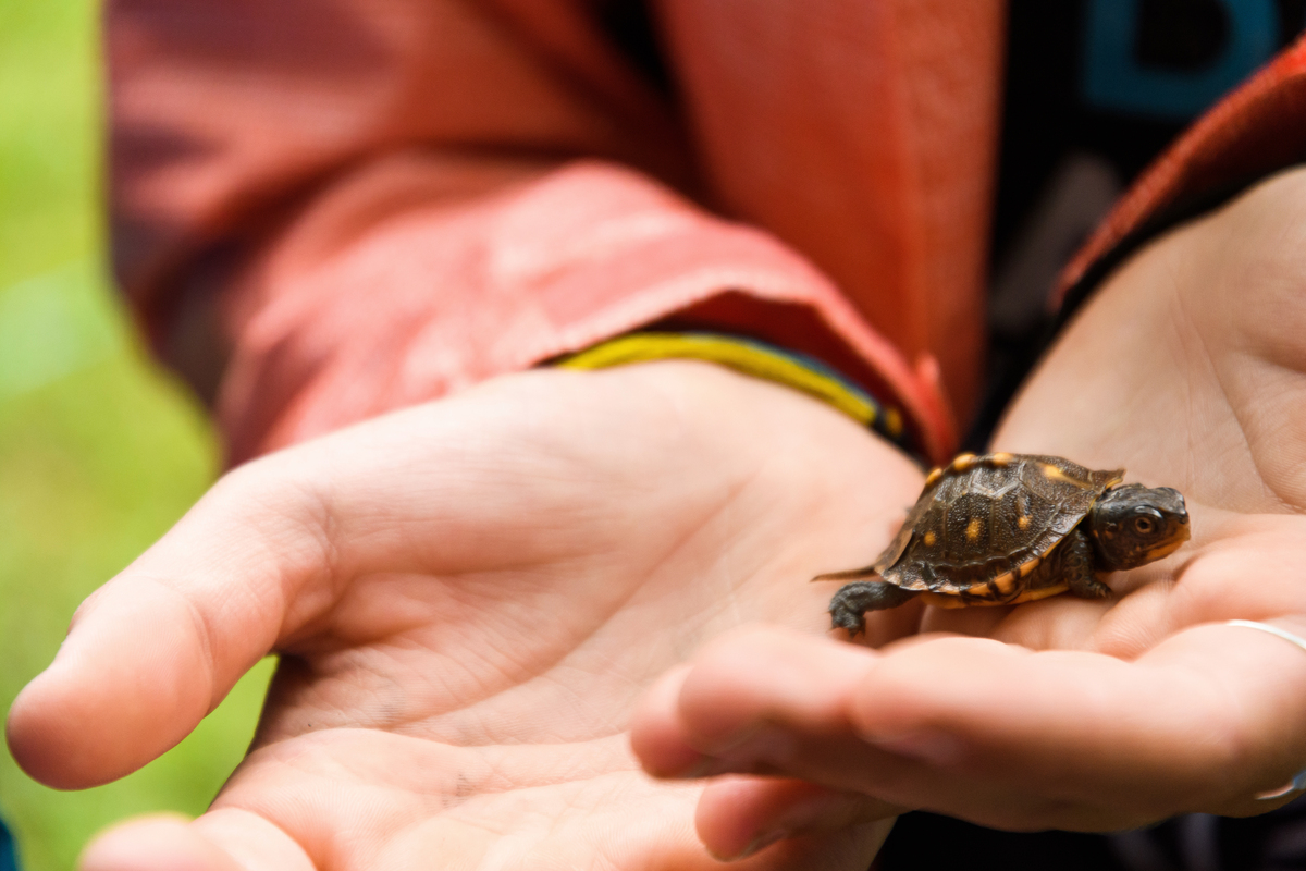 A study in North Carolina will track box turtles for 100 years NPR