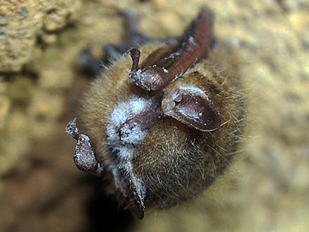 Tricolored bats could endangered as a fungal disease decimates
