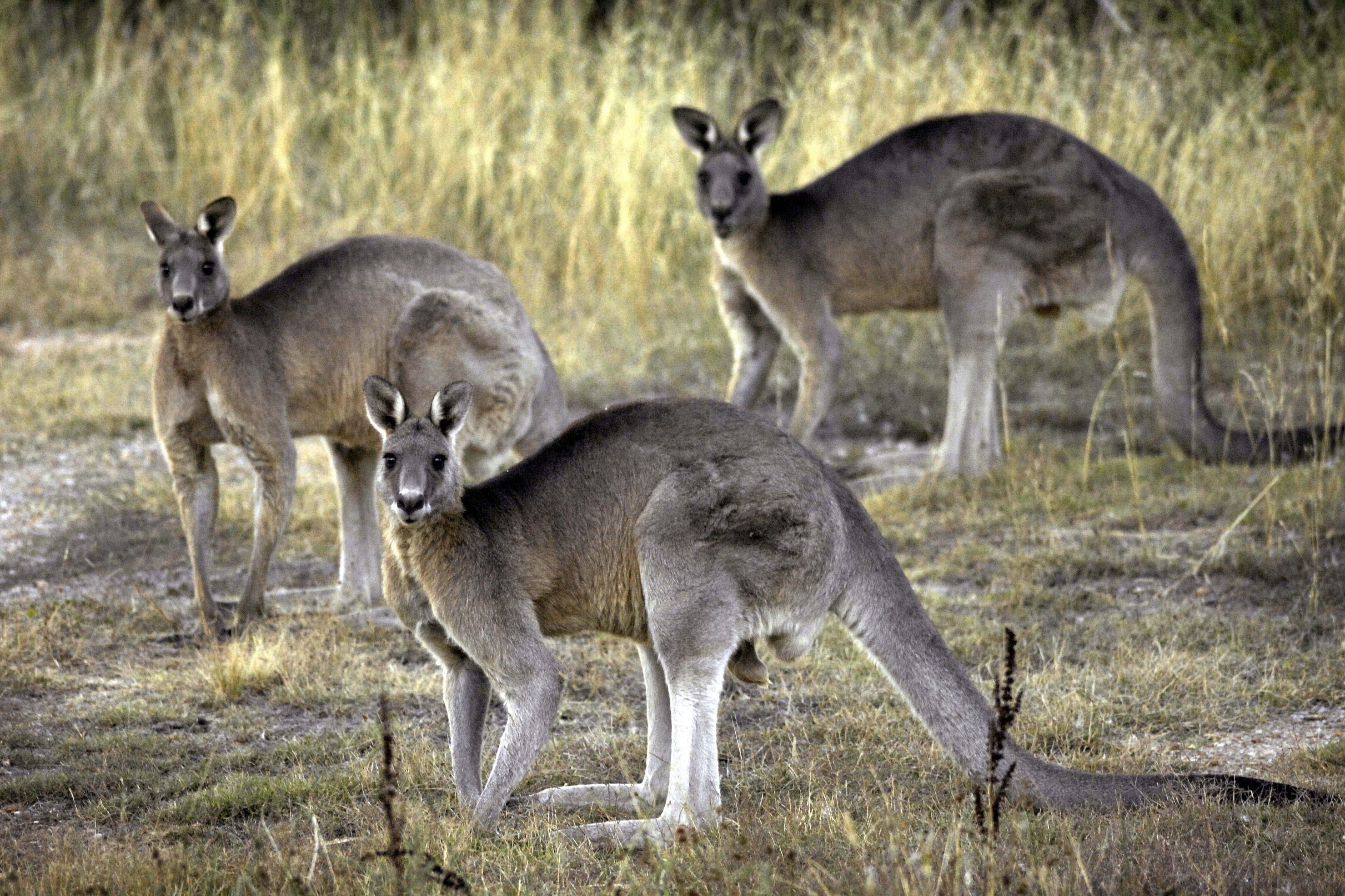 Kangaroo kills Australian man in rare fatal attack : NPR, image size:2958x1972