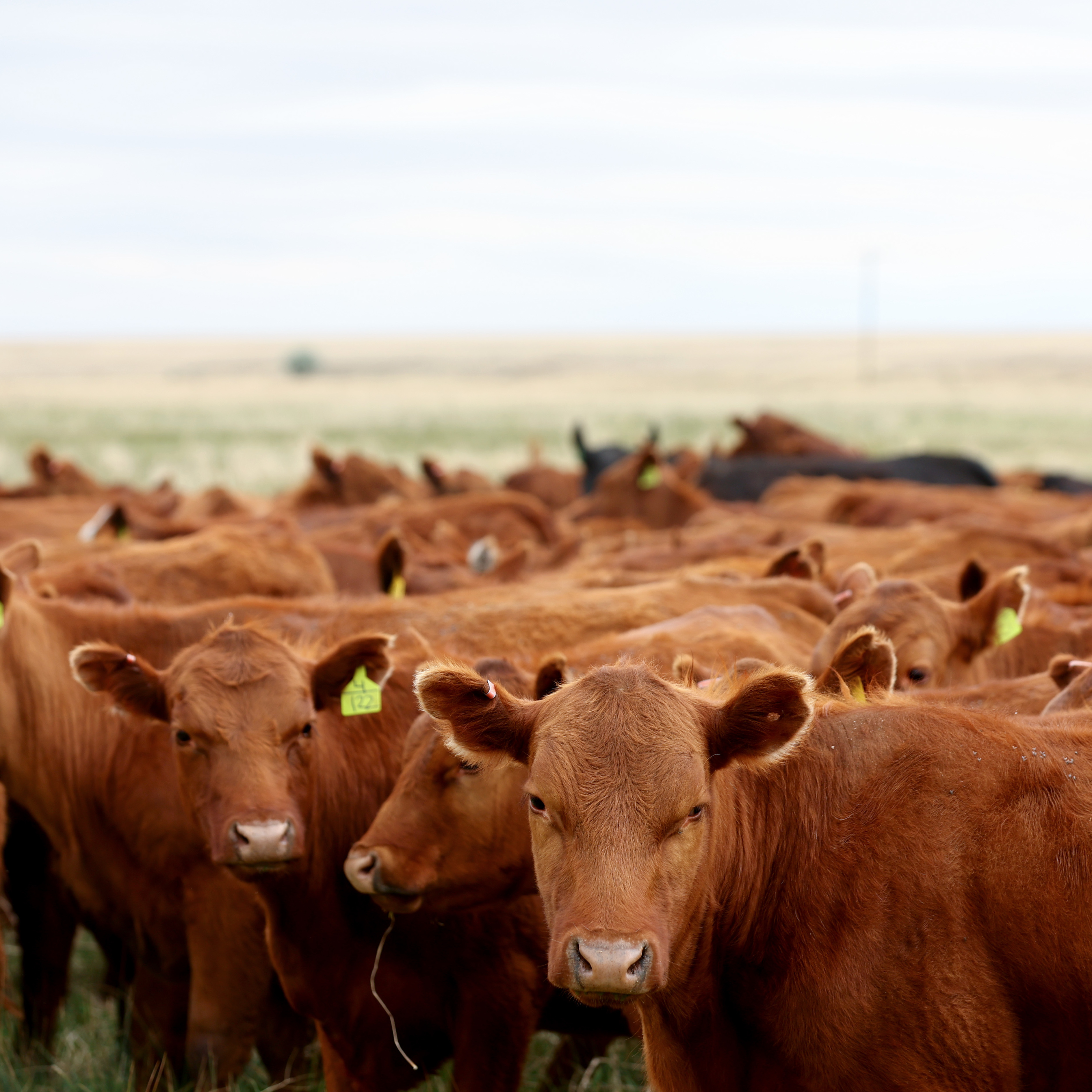 The Beigie Awards: Tough choices for ranchers