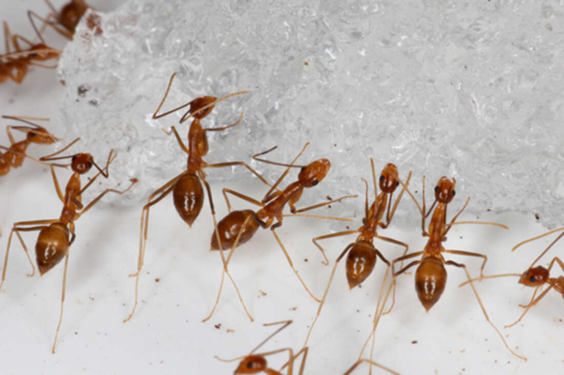 The number of ants on Earth is about 1 trillion — times 20, study finds :  NPR