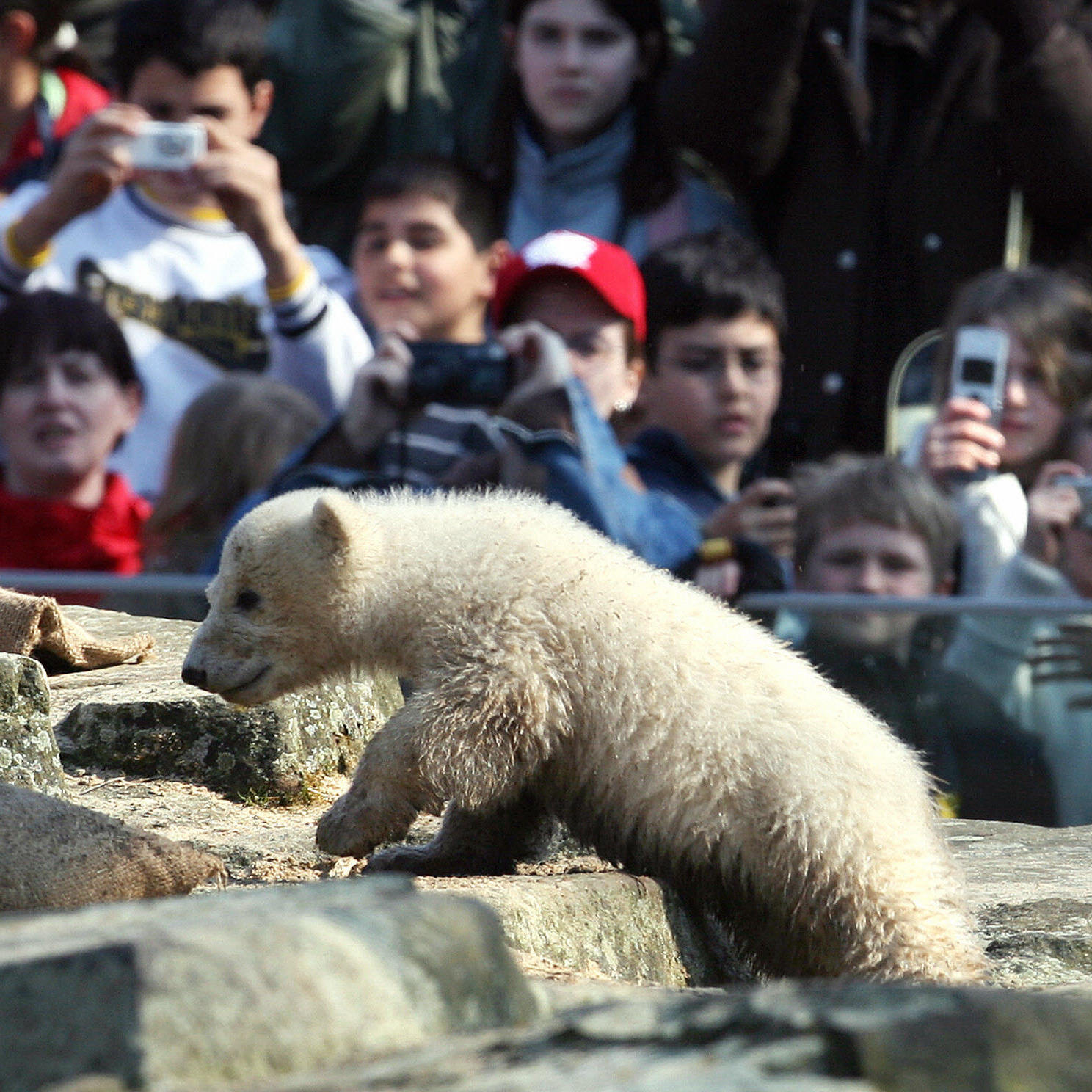 Killing the economic polar bear