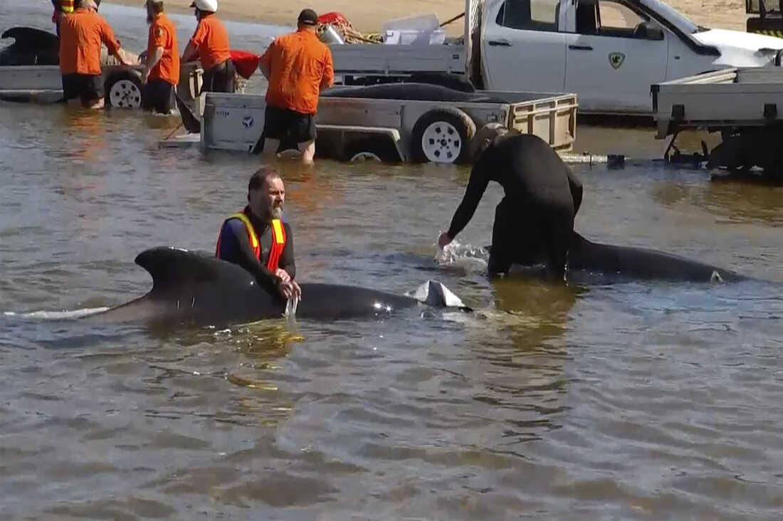 Race to save almost 50 pilot whales after same number die in mass stranding  on WA beach, Whales