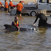 32 pilot whales have been rescued out of 230 stranded in Tasmania