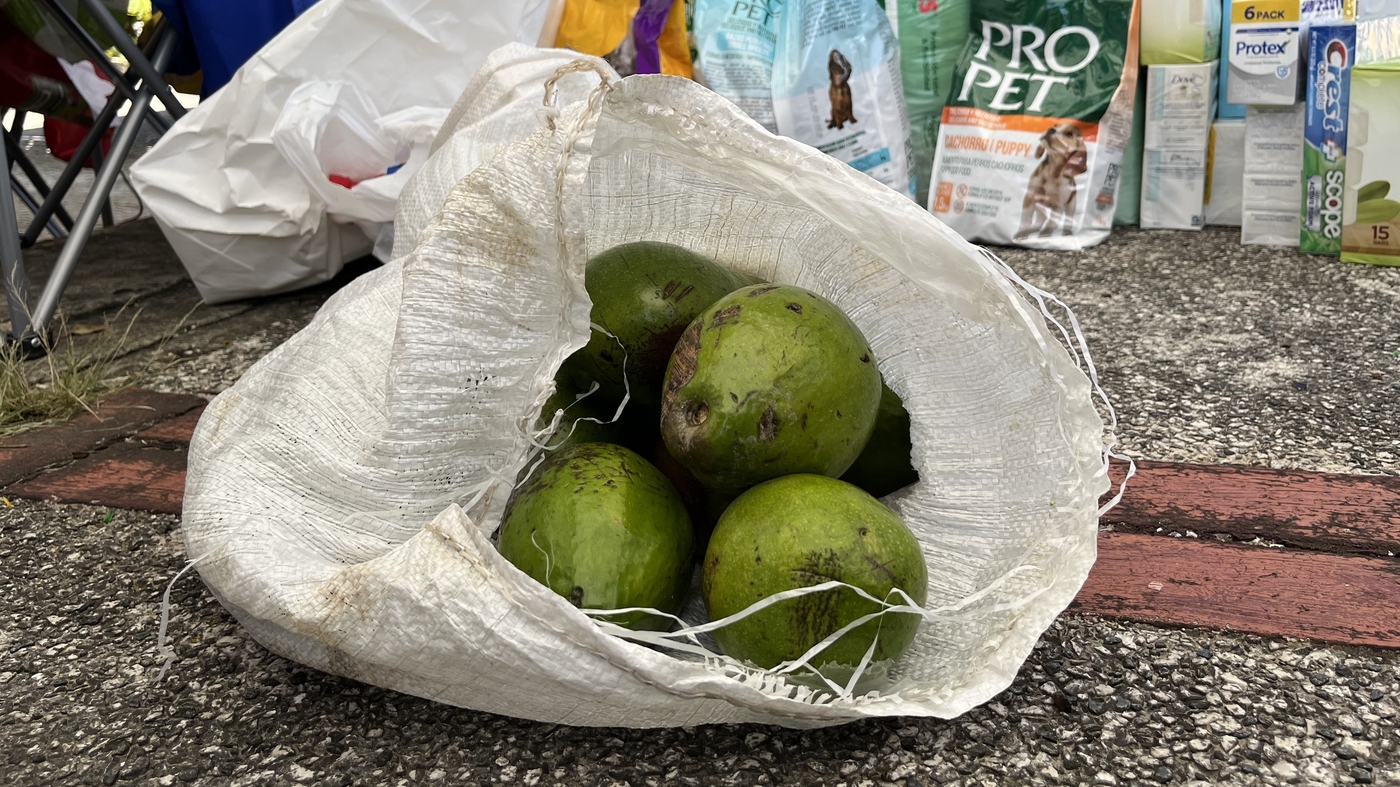 Hurricane Fiona blew avocados off trees in Puerto Rico NPR